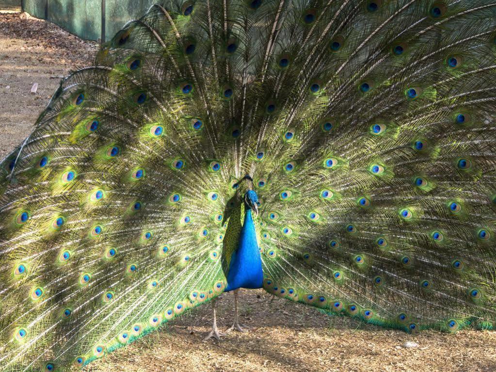 Koah Cedar Park Rainforest Resort מראה חיצוני תמונה